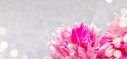 Festive banner with fresh pink peonies heads close up and bokeh lights on light grey. Copy space for text. photo