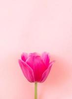 One pink tulip head on pastel gentle Pacific Pink background. Top view, copy space, mock up. photo