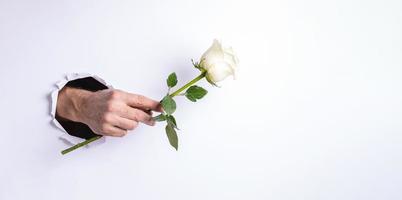 mano de hombre sosteniendo suavemente una rosa blanca a través de un agujero rasgado en la pared de papel blanco. pancarta creativa. foto