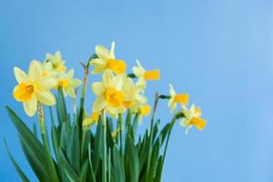 ramo de pascua de primavera de narcisos amarillos sobre fondo azul con espacio de copia. foto