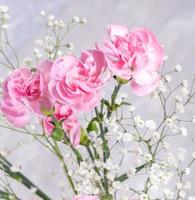 claveles rosas y flores de gypsophila sobre fondo gris claro de cerca. día de la madre o san valentín. foto