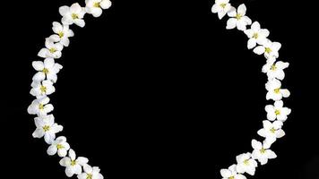 Frame made of white apple tree flowers on edges of black background. Minimal contrast layout for spring holidays. photo