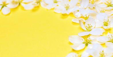Spring trendy yellow Illumination banner with frame of white apple tree flowers around copy space. Close up. photo
