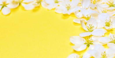 Spring trendy yellow Illumination banner with frame of white apple tree flowers around copy space. Close up. photo