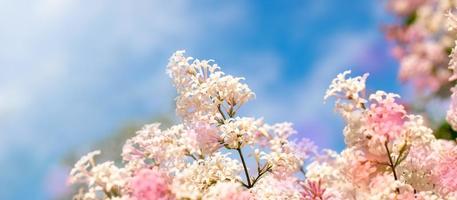 Close up Lilac tree flowers on blue sky background. Rainbow color spots. Banner with copy space.