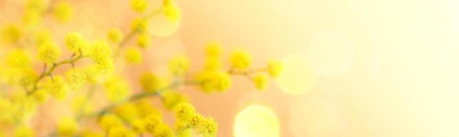 8 March, Easter banner with yellow mimosa branch close up on coral backdrop with bokeh. Copy space. photo