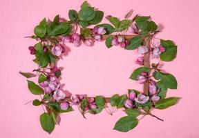 Lot of fresh blooming apple tree twigs or cherry on wooden frame with copy space inside on pink. Top view, flat lay. photo
