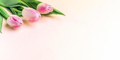 Festive spring banner with fresh pink tulips on pastel pink. Copy space. photo