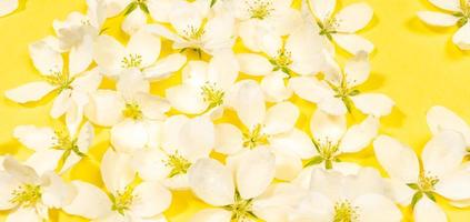 Spring background with white apple tree flower heads on trendy yellow Illumination background close up. photo
