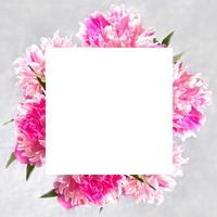 Square festive background with fresh pink peonies and empty white sheet for text above on light grey. Top view. photo