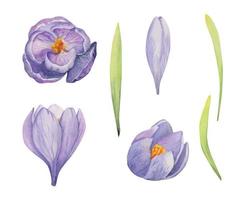 Watercolor hand drawn set of objects with spring daffodil flowers, buds, leaves and stems. Isolated on white background. Design for invitations, wedding, easter greeting cards, paper, print, textile vector