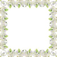 Watercolor hand drawn square frame with spring flowers, snowdrops, green fresh leaves. Isolated on white background. Design for invitations, wedding, greeting cards, wallpaper, print, textile. vector