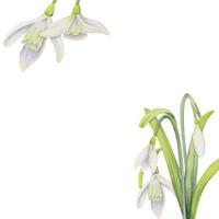 Watercolor hand drawn composition with spring flowers, snowdrops, leaves and stems, bow, gift tag. Isolated on white background. For invitations, wedding, greeting cards, wallpaper, print, textile. vector