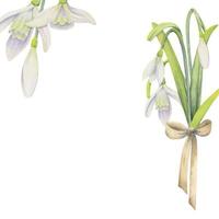 Watercolor hand drawn composition with spring flowers, snowdrops, leaves and stems, bow, gift tag. Isolated on white background. For invitations, wedding, greeting cards, wallpaper, print, textile. vector