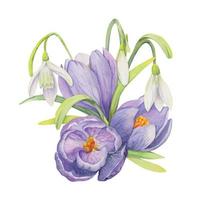 Watercolor hand drawn composition with spring flowers, crocus, leaves and stems, bow, gift tag. Isolated on white background. For invitations, wedding, greeting cards, wallpaper, print, textile. vector