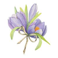 Watercolor hand drawn composition with spring flowers, crocus, leaves and stems, bow, gift tag. Isolated on white background. For invitations, wedding, greeting cards, wallpaper, print, textile. vector