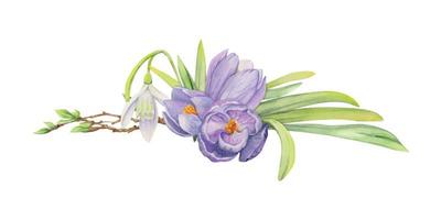 Watercolor hand drawn composition with spring flowers, crocus, leaves and stems, bow, gift tag. Isolated on white background. For invitations, wedding, greeting cards, wallpaper, print, textile. vector