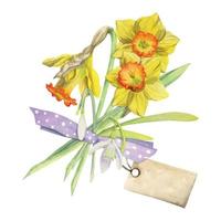 Watercolor hand drawn composition with spring flowers, daffodils, leaves and stems, bow, gift tag. Isolated on white background. For invitations, wedding, greeting cards, wallpaper, print, textile. vector