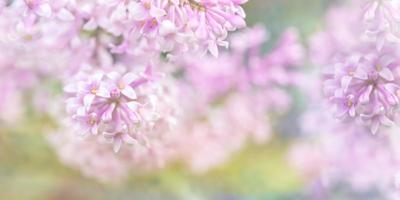 Beautiful blurred lilac flowers background. Blurred lilac branches close-up. photo