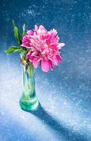 One beautiful gentle pink peony in glass green vase on blue textured backdrop in modern trendy style with shadows. photo