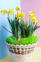 Yellow Easter's  daffodils in a festively decorated basket on blue-yellow-pink background. photo