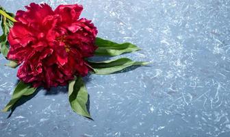 Grey textured backdrop with beautiful bright red peony close up and copy space for text. photo