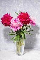 Bouquet of beautiful fresh gentle pale pink and bright magenta peonies in glass vase on light grey with shadow. photo