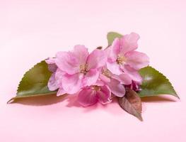 Close up of pink cherry blossom flowers or apple trees on pink background. photo