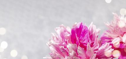 Festive banner with fresh pink peonies heads close up and bokeh lights on light grey. Copy space for text. photo