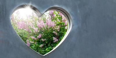 Sunlit lilac bush is visible through a heart cut into grey concrete wall. Wedding or Valentine's day concept. photo