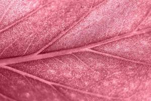 Beautiful macro abstract background plant leaf toned color 2023 Viva Magenta. photo