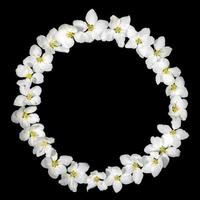 Round frame made of white apple tree flowers on black. Festive creative mock up for spring holidays. photo