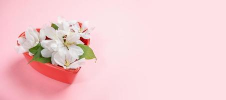 Festive banner. Red plate in heart shape with blooming white apple tree twigs on pink background with copy space. photo