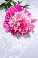 Fresh pink peony flower is lying on top of textured grey backdrop with copy space. photo