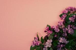 Branches of fresh blooming cherry twigs or apple tree on pink backdrop. Moody Flowers. photo