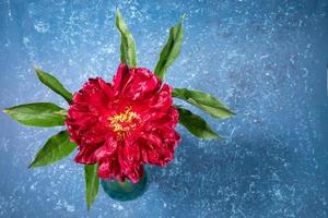 One beautiful red peony on bright blue textured backdrop close up. Top view, copy space. photo