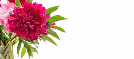 Holiday banner with beautiful bright magenta pink peony on white backdrop with copy space. photo