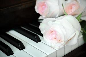 Close-up pale pink roses are lying on old piano keyboard. photo