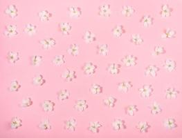 Festive floral background - top view pattern of white apple tree flowers laid out evenly on gentle pink backdrop. photo