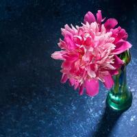 One gentle pink peony in glass green vase close up on dark blue textured backdrop with shadows and copy space. photo