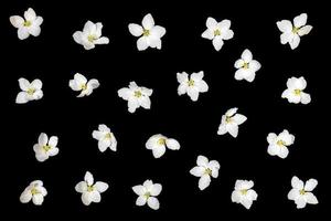 Floral arrangement of white apple tree flowers on black background. photo