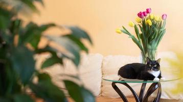 Black cat is lying on glass table with tulips in vase and looking at camera in modern living room. photo