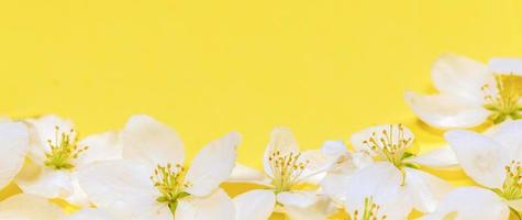 Spring trendy yellow Illumination banner with white apple tree flowers close up on bottom. Copy space. photo