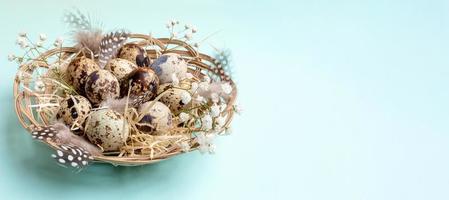 Quail eggs in wicker dish on light blue backdrop. Easter banner. Copy space. photo