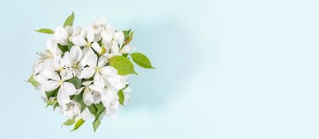 Banner with bouquet of blooming white apple tree twigs on light blue background. Greeting card. Top view. Copy space. photo