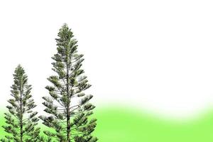 isolated coral reef araucaria tree on white and green background. Soft and selective focus. photo