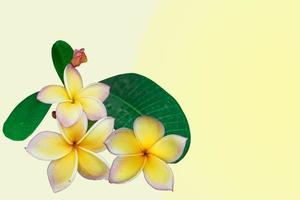 Isolated yellow Frangipani or plumeria flowers on light yellow background. Soft and selective focus. photo