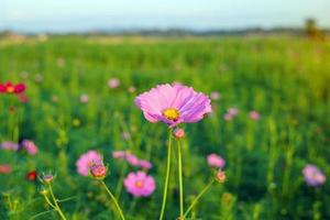 campo de flores cosmos bipinnatus, flores en plena floración con hermosos colores. enfoque suave y selectivo. foto