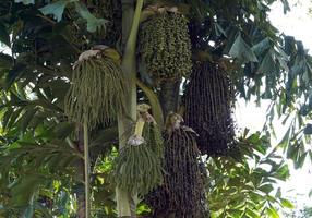 An inflorescence of Fishtail Palm on the tree which hanging down Flowering in groups of 3 flowers per group, arranged alternately with the axis of the inflorescence.soft and selective focus photo