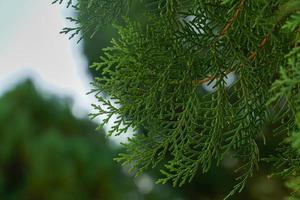 Close-up of Platycladus orientalis leaves with flattened stems, fresh green spiky. Soft and selective focus. photo